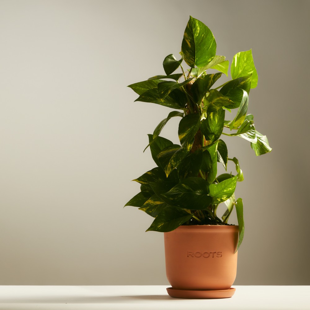 Эпипремнум Ауреум