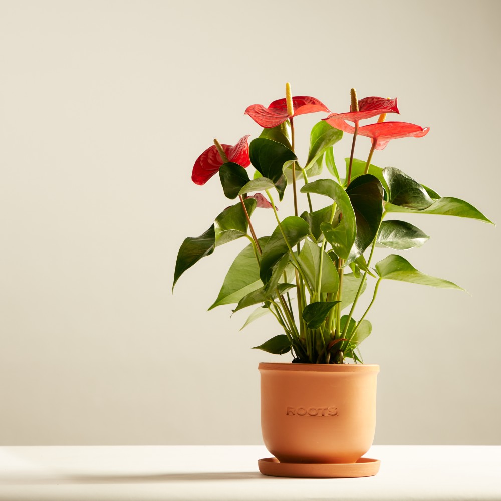 Антуриум Карма Антуриум Карма