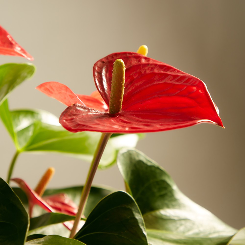 Антуриум Карма Антуриум Карма