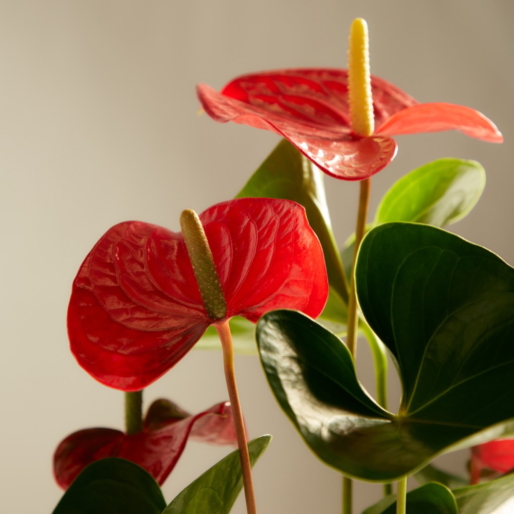 Антуриум Карма Антуриум Карма