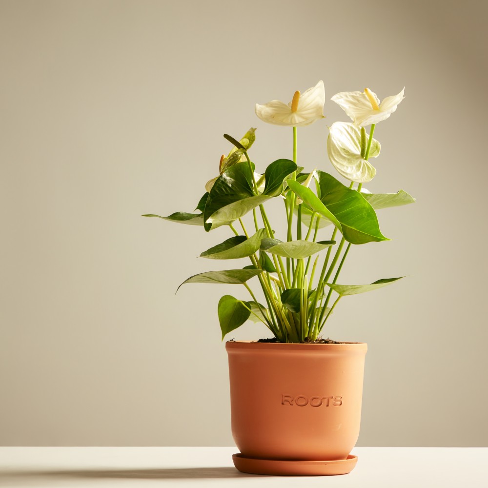 Антуриум Антедезия вайт Антуриум Антедезия вайт