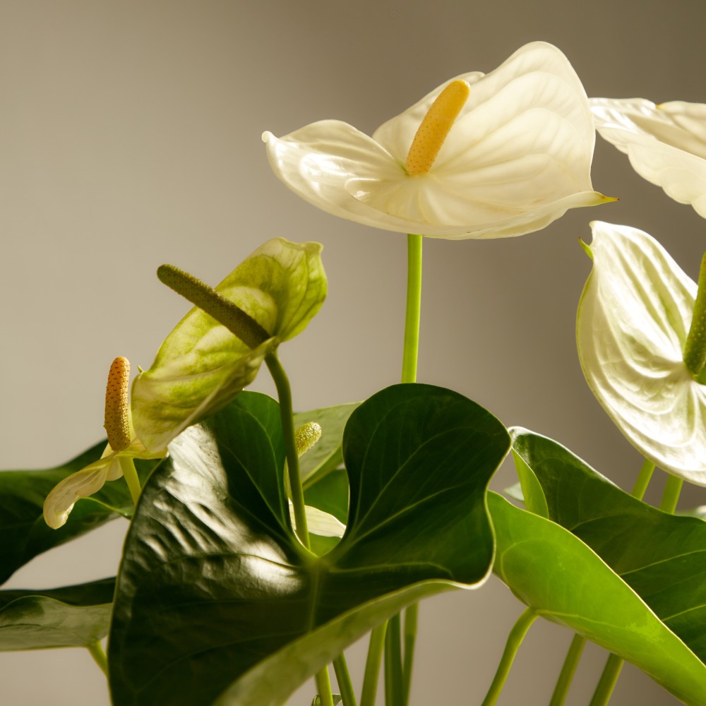 Антуриум Антедезия вайт Антуриум Антедезия вайт