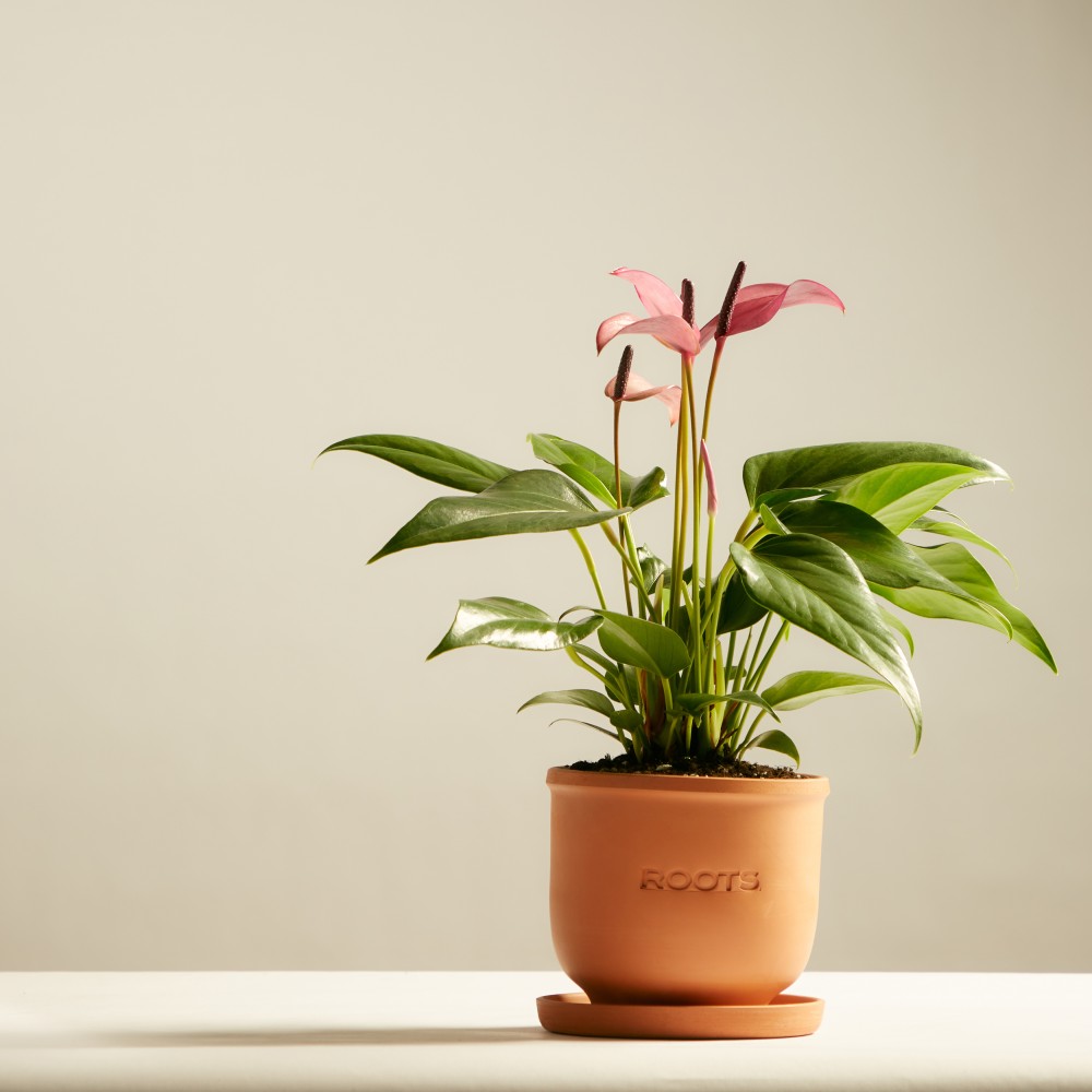 Антуриум Зизу