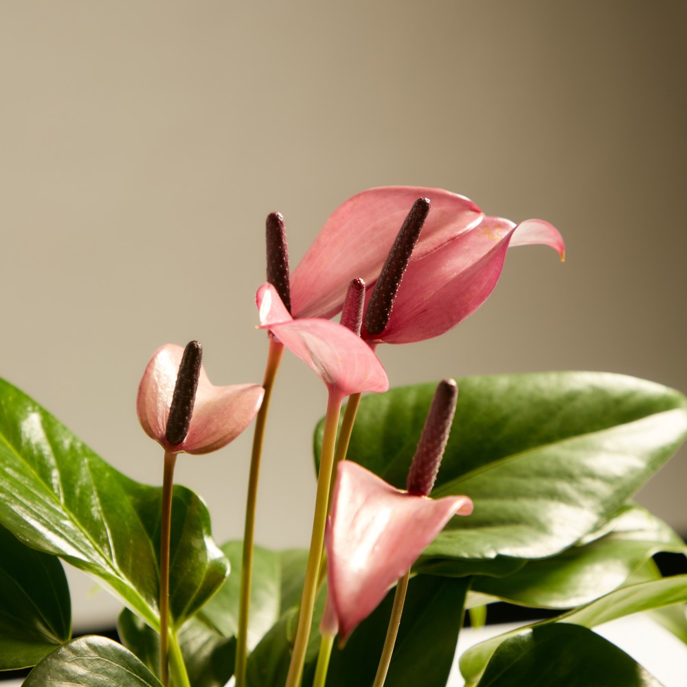 Антуриум Зизу