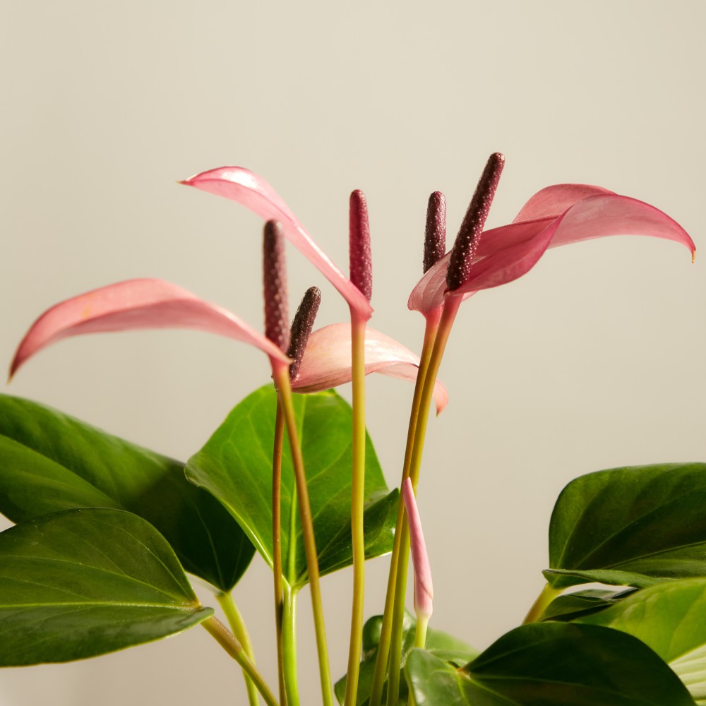 Антуриум Зизу