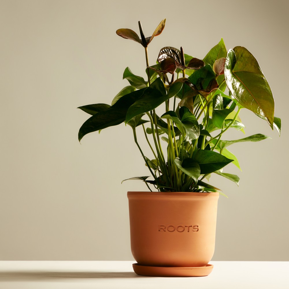 Антуриум Блэк Антуриум Блэк