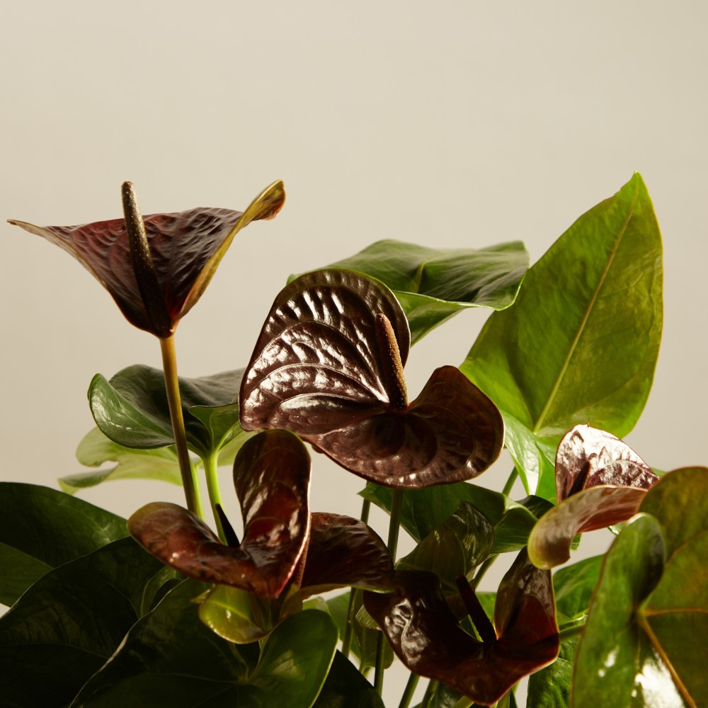 Антуриум Блэк Антуриум Блэк