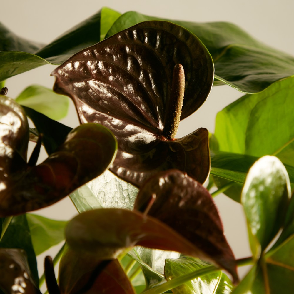 Антуриум Блэк Антуриум Блэк