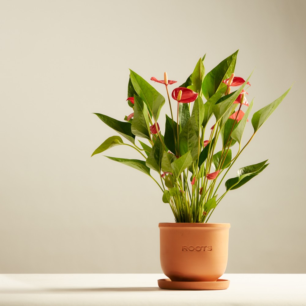 Антуриум Миллион Флауэрс Антуриум Миллион Флауэрс