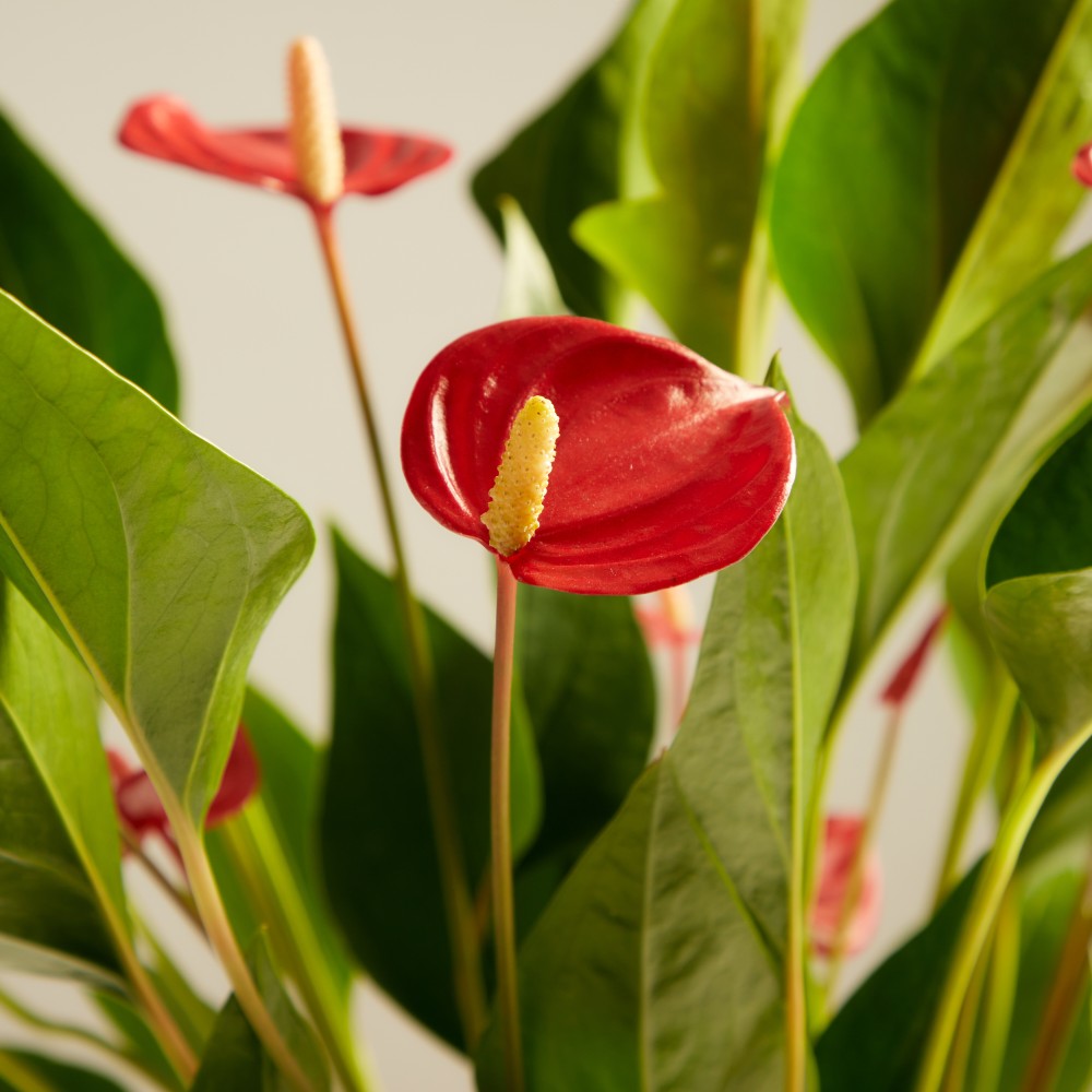 Антуриум Миллион Флауэрс Антуриум Миллион Флауэрс