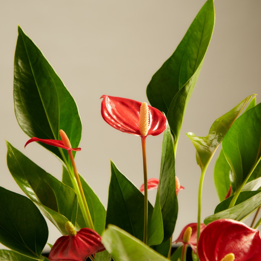 Антуриум Миллион Флауэрс Антуриум Миллион Флауэрс