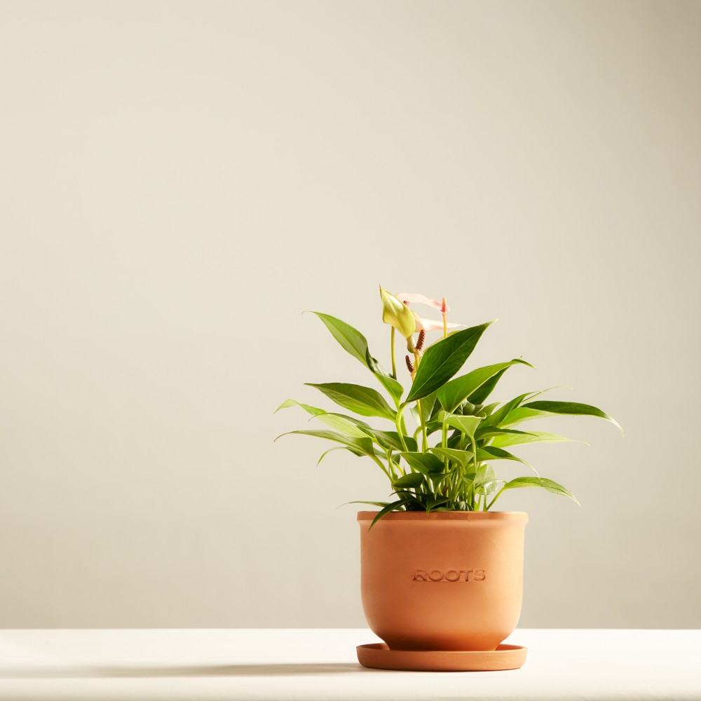 Антуриум Лилли Антуриум Лилли