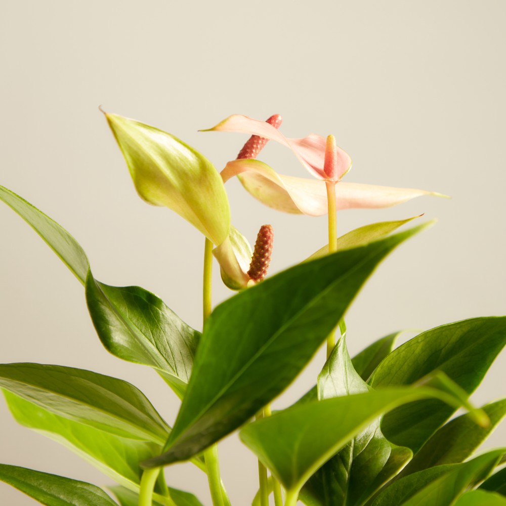 Антуриум Лилли Антуриум Лилли