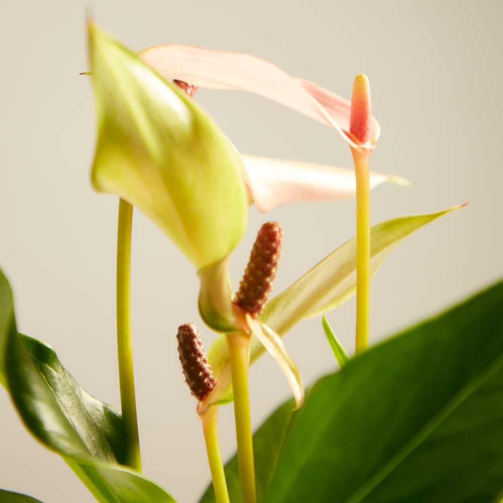 Антуриум Лилли Антуриум Лилли