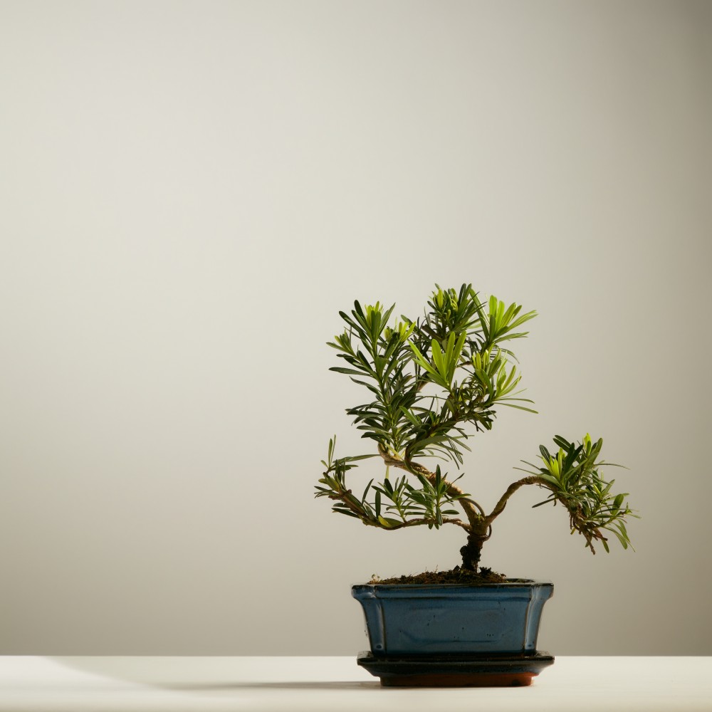 Бонсай Подокарпус Бонсай Подокарпус