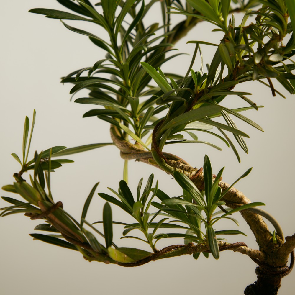 Бонсай Подокарпус Бонсай Подокарпус