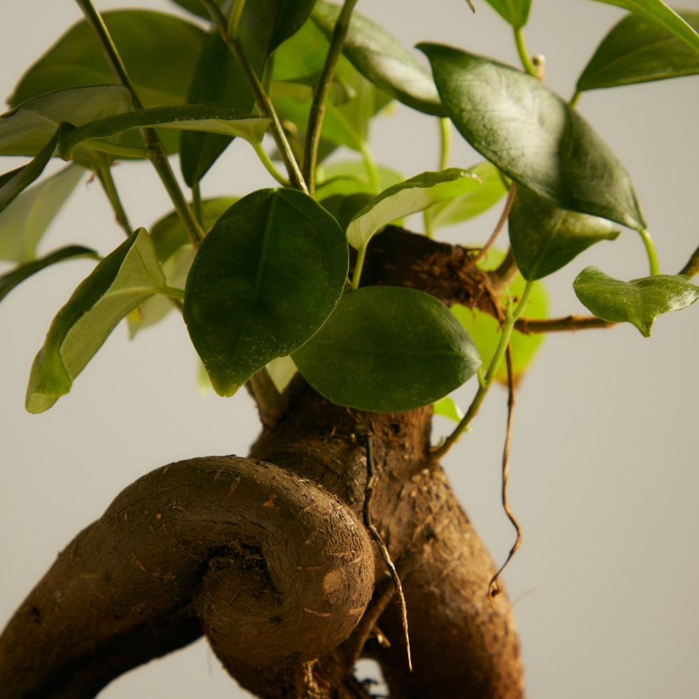 Фикус Микрокарпа Гинсенг Фикус Микрокарпа Гинсенг