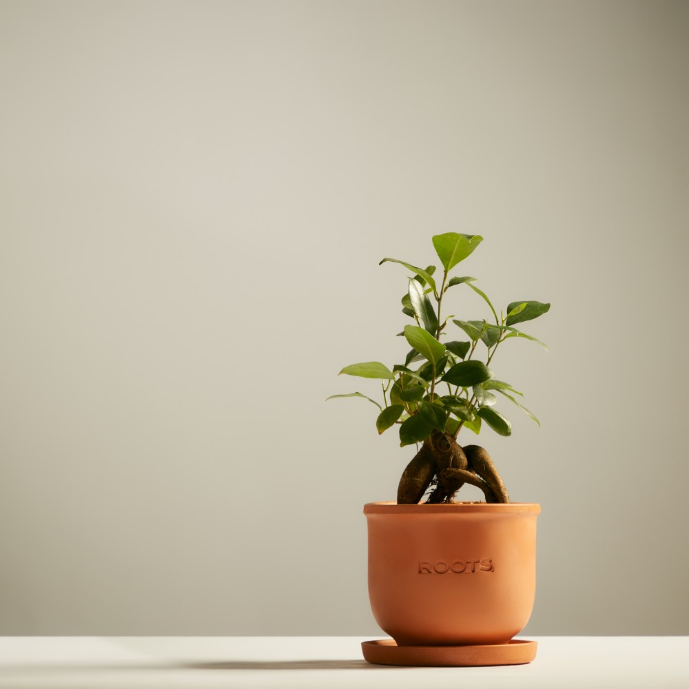 Фикус Микрокарпа Гинсенг Фикус Микрокарпа Гинсенг