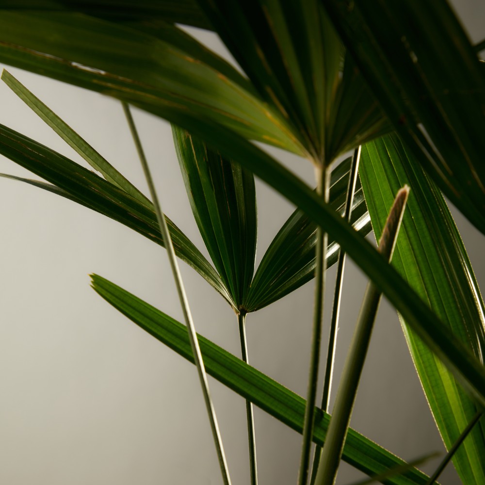 Рапис Рапис