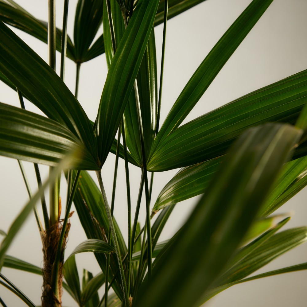 Рапис Рапис