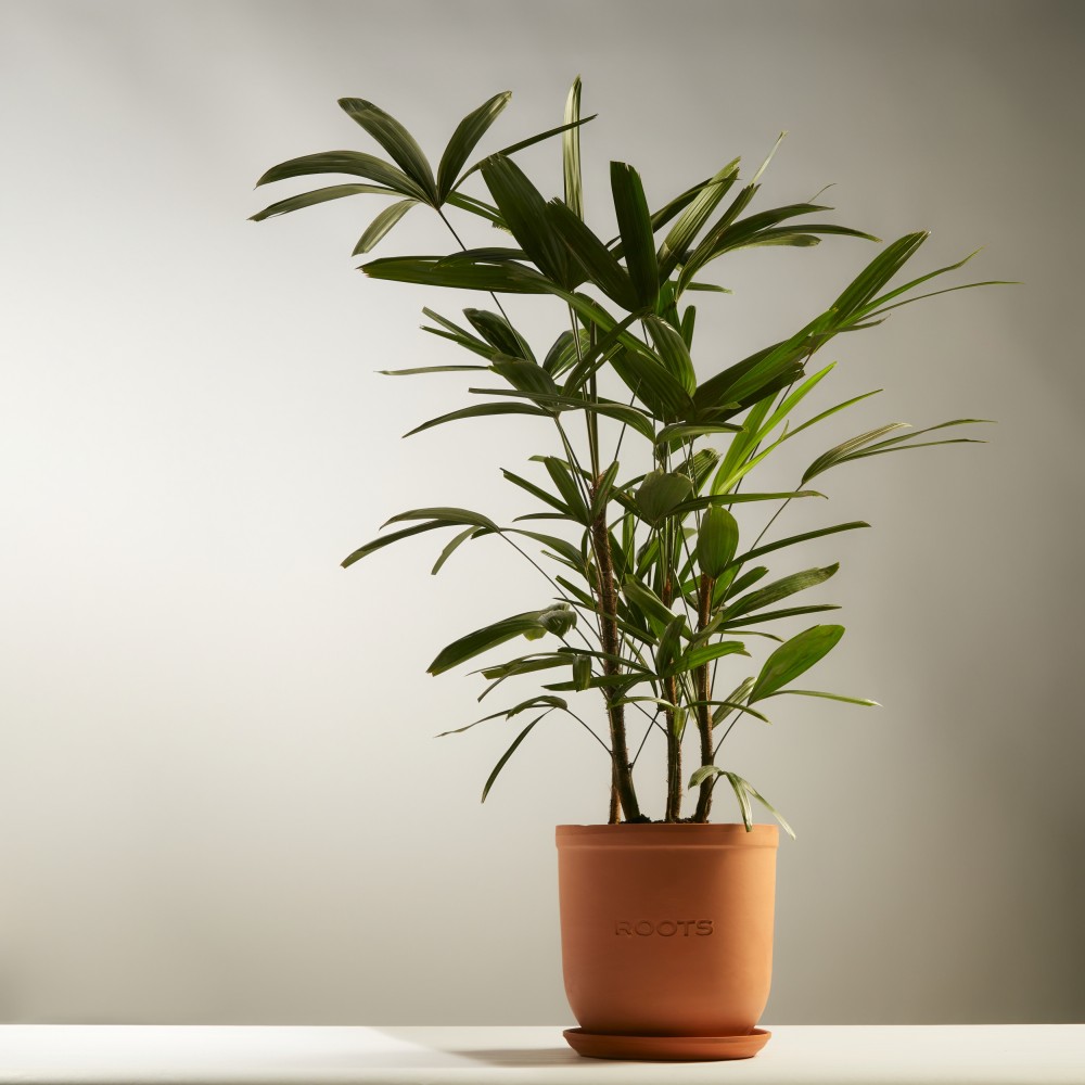 Рапис Рапис