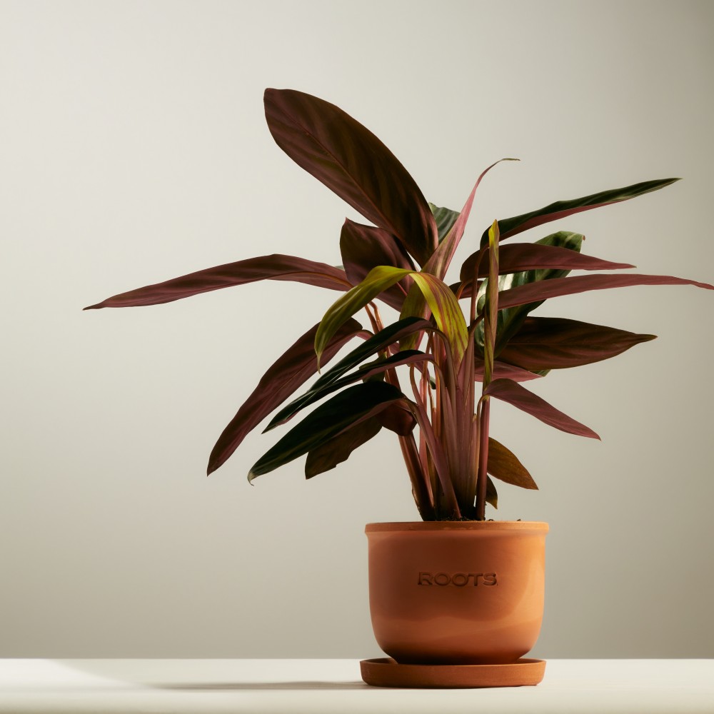 Строманта Триостар Строманта Триостар