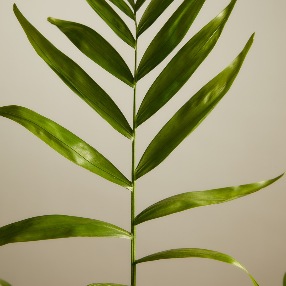 Хамедорея Хамедорея