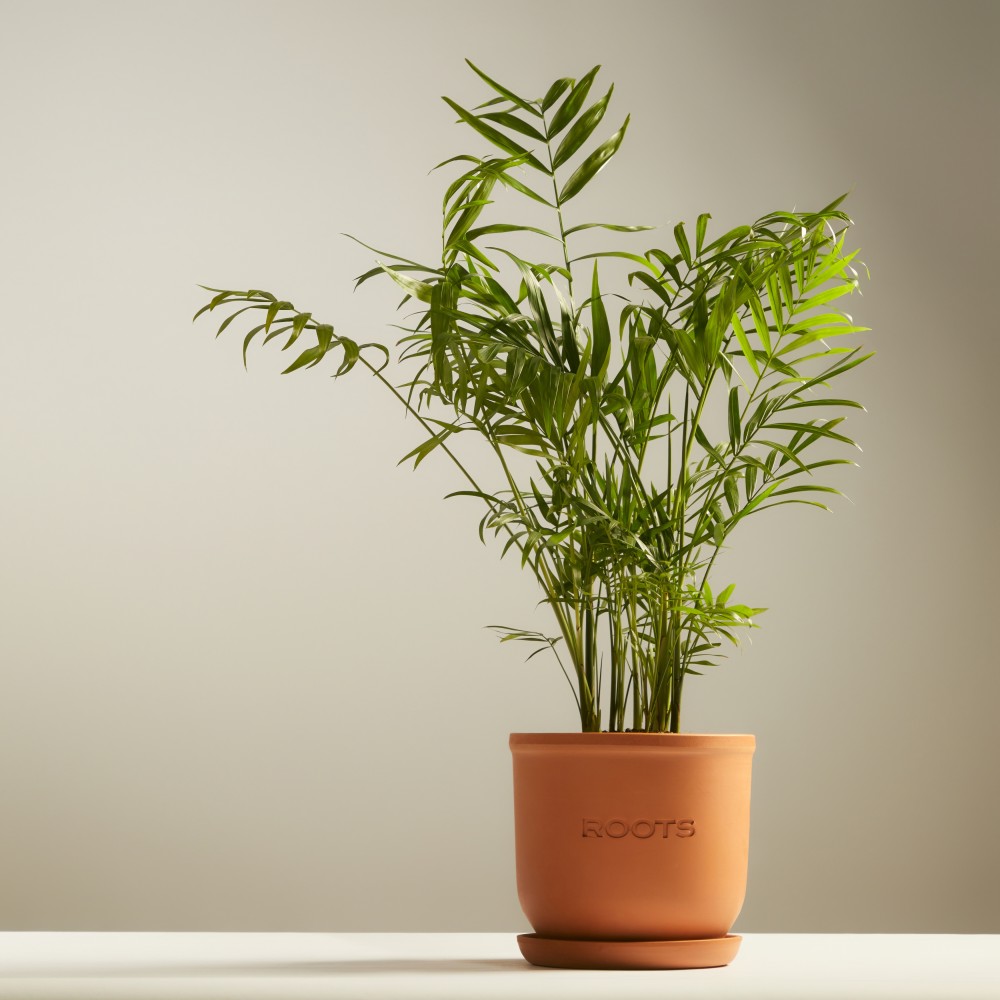 Хамедорея Хамедорея