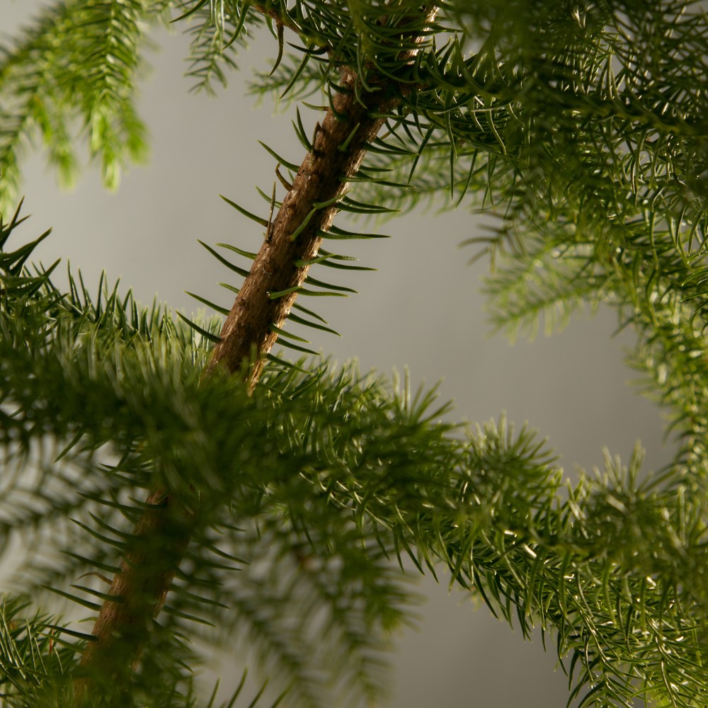 Араукария Араукария