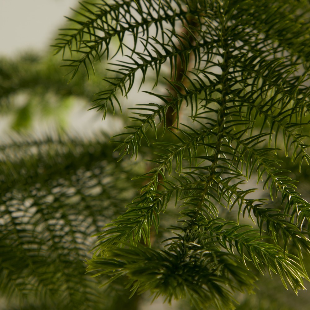 Араукария Араукария