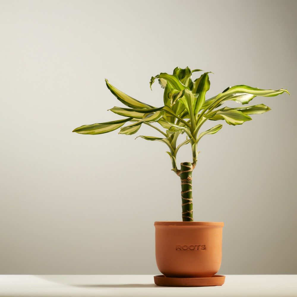 Драцена Йеллоу Кост Драцена Йеллоу Кост