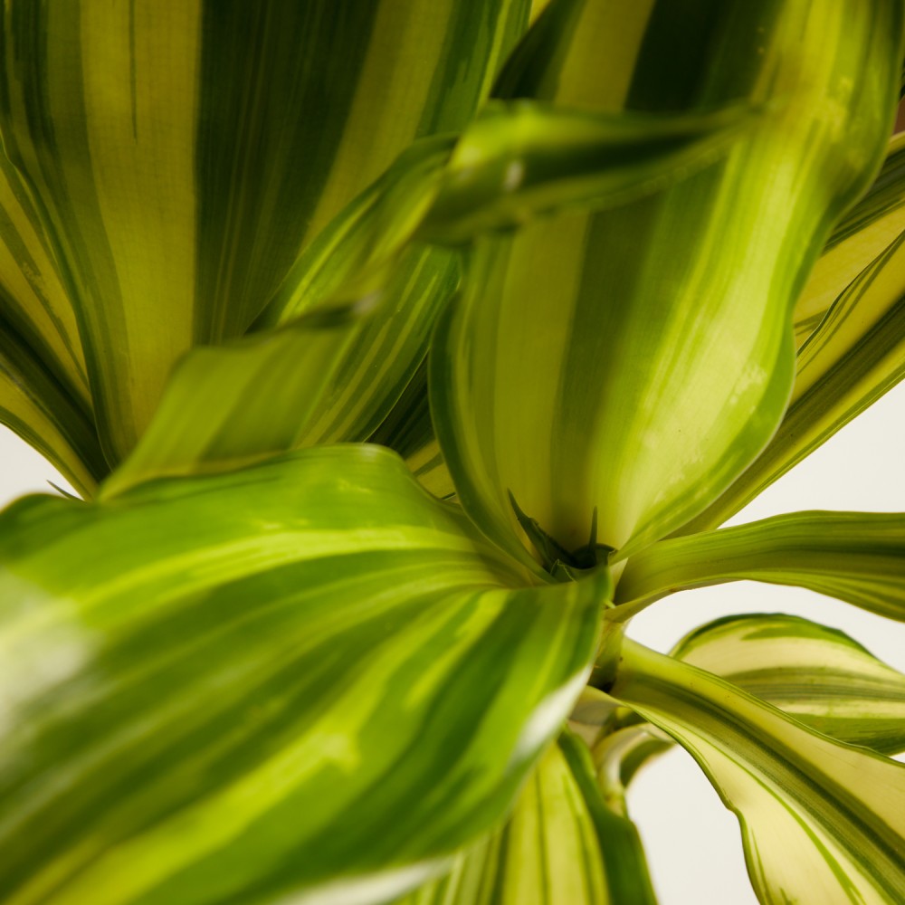 Драцена Йеллоу Кост Драцена Йеллоу Кост