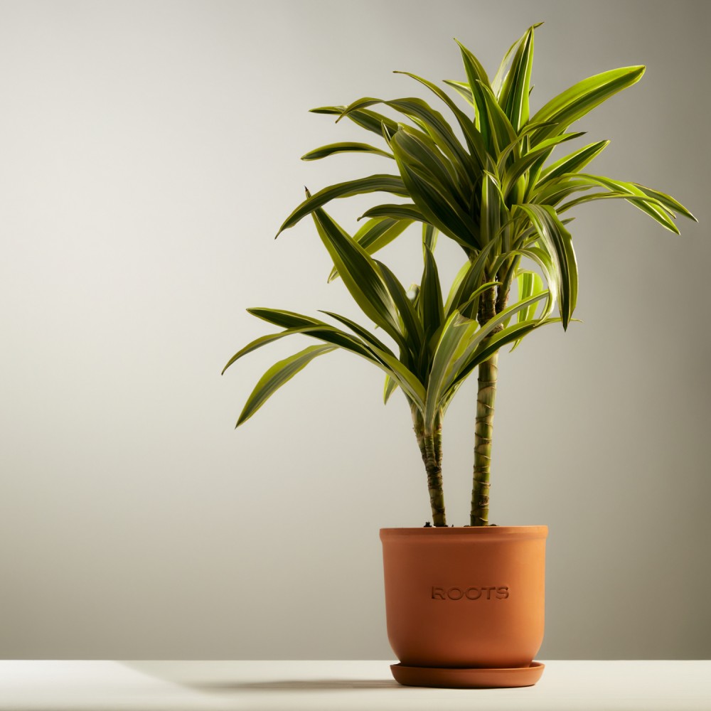 Драцена Лемон Лайм Драцена Лемон Лайм