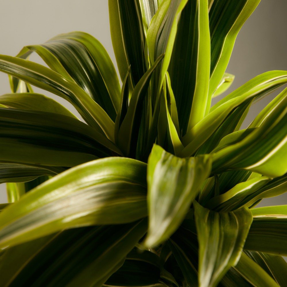 Драцена Лемон Лайм Драцена Лемон Лайм