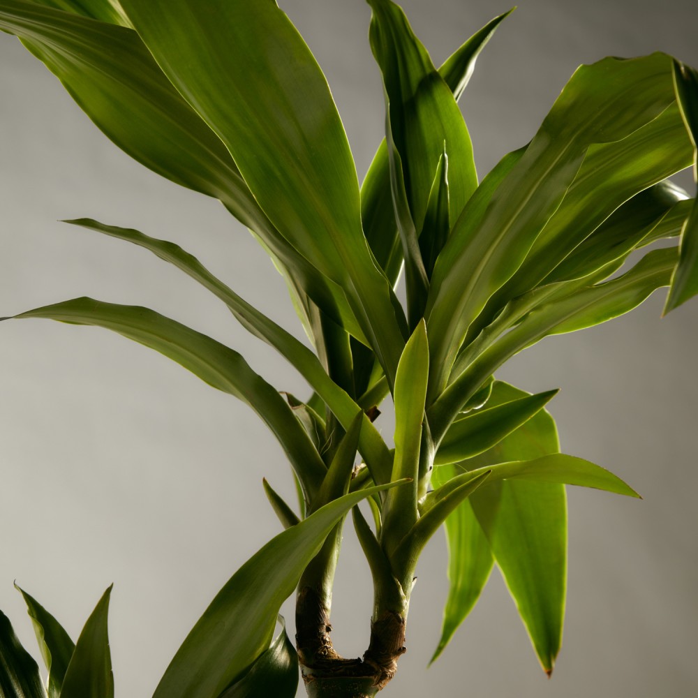 Драцена Джанет Крейг