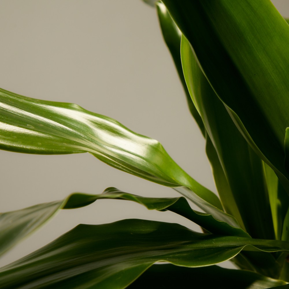 Драцена Джанет Крейг