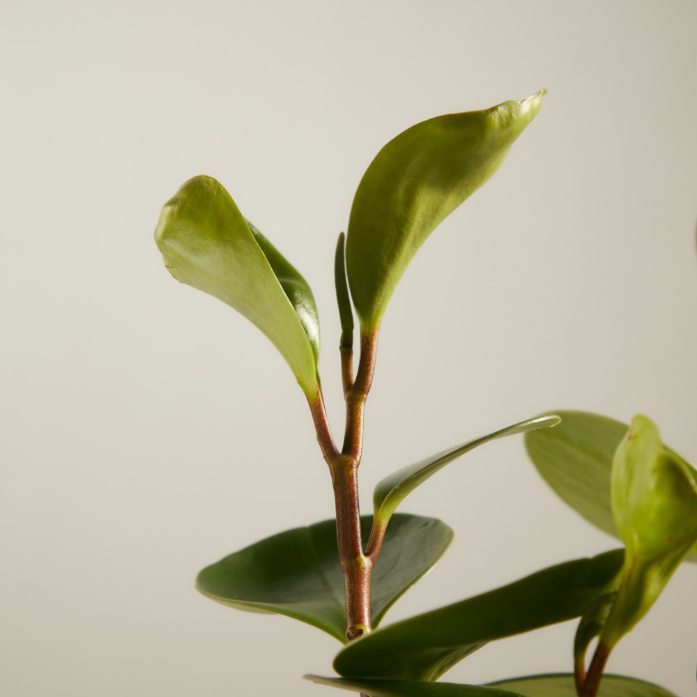 Пеперомия Грин Голд Пеперомия Грин Голд