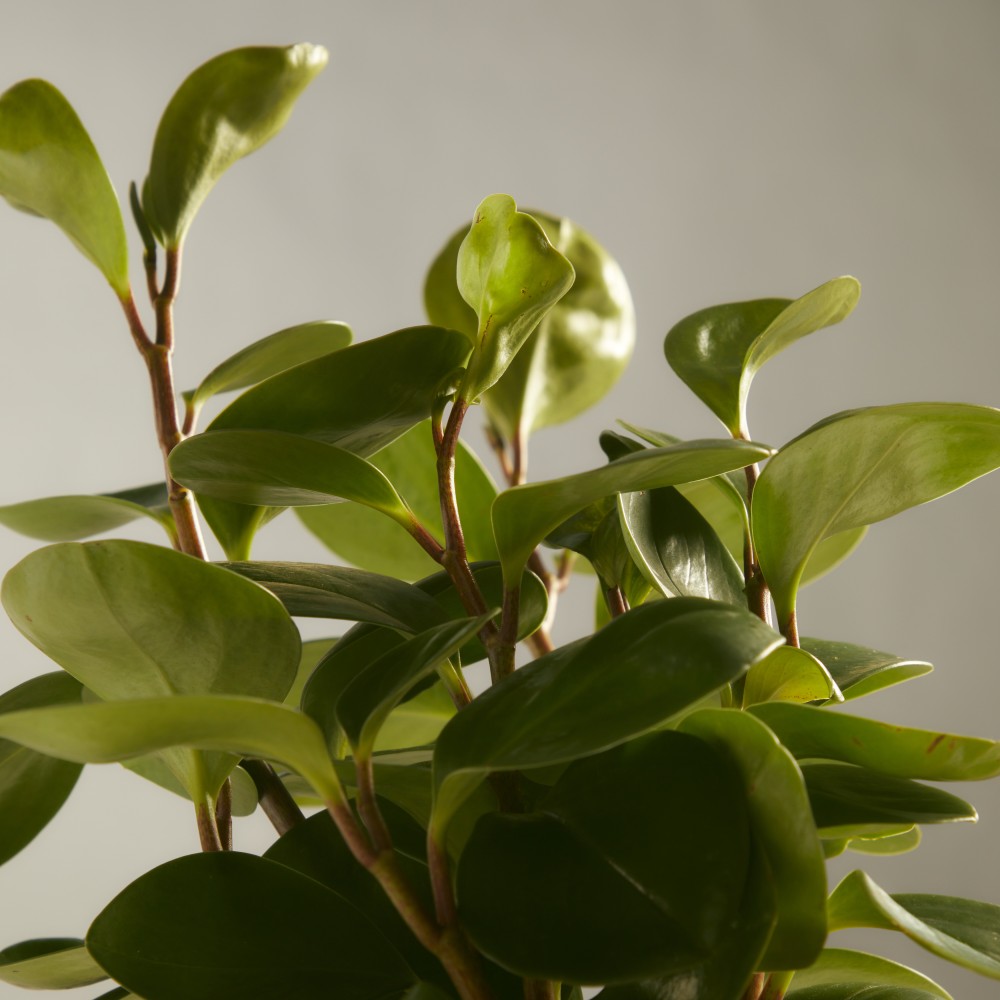 Пеперомия Грин Голд Пеперомия Грин Голд