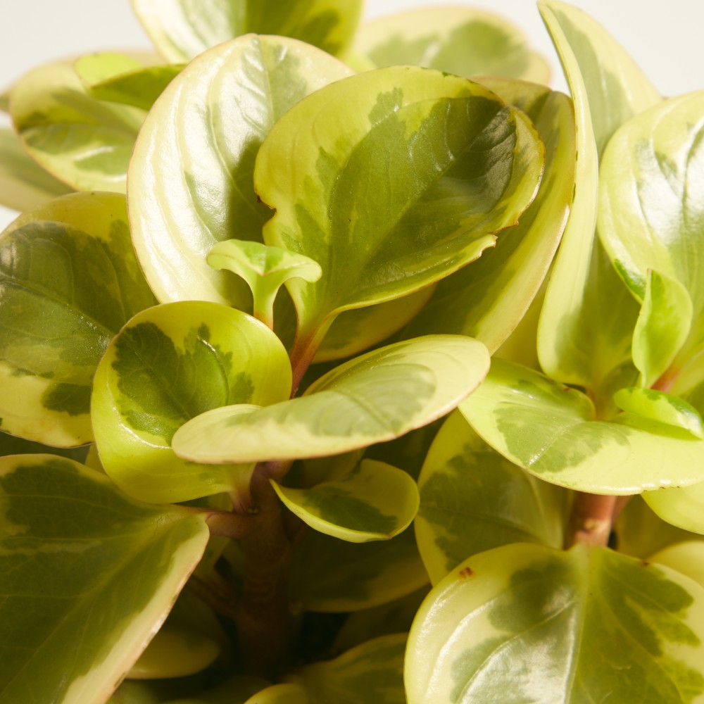 Пеперомия Обитан Биколор Пеперомия Обитан Биколор