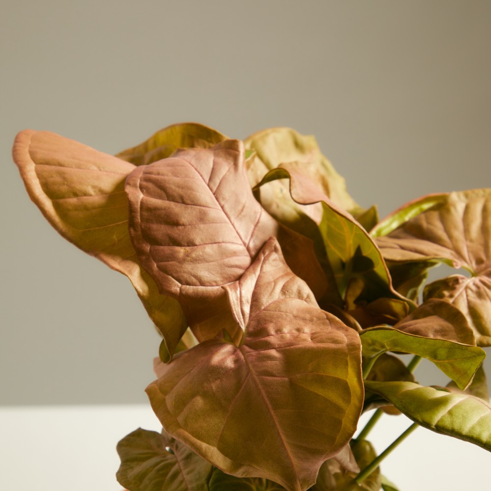 Сингониум Ред Харт