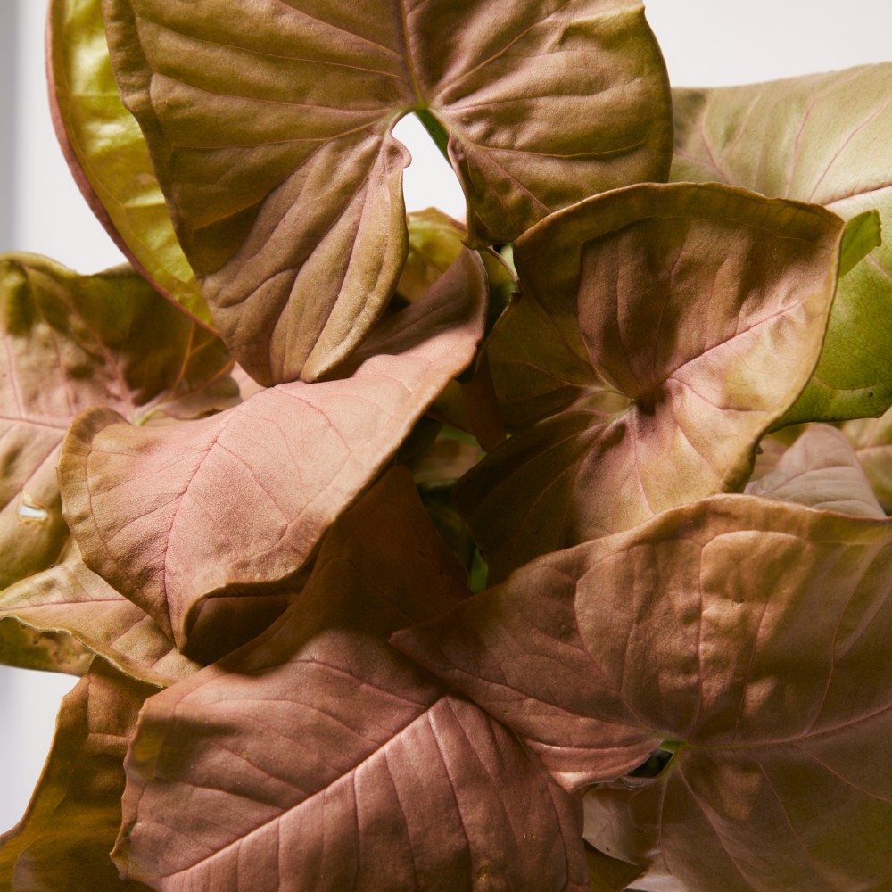 Сингониум Ред Харт