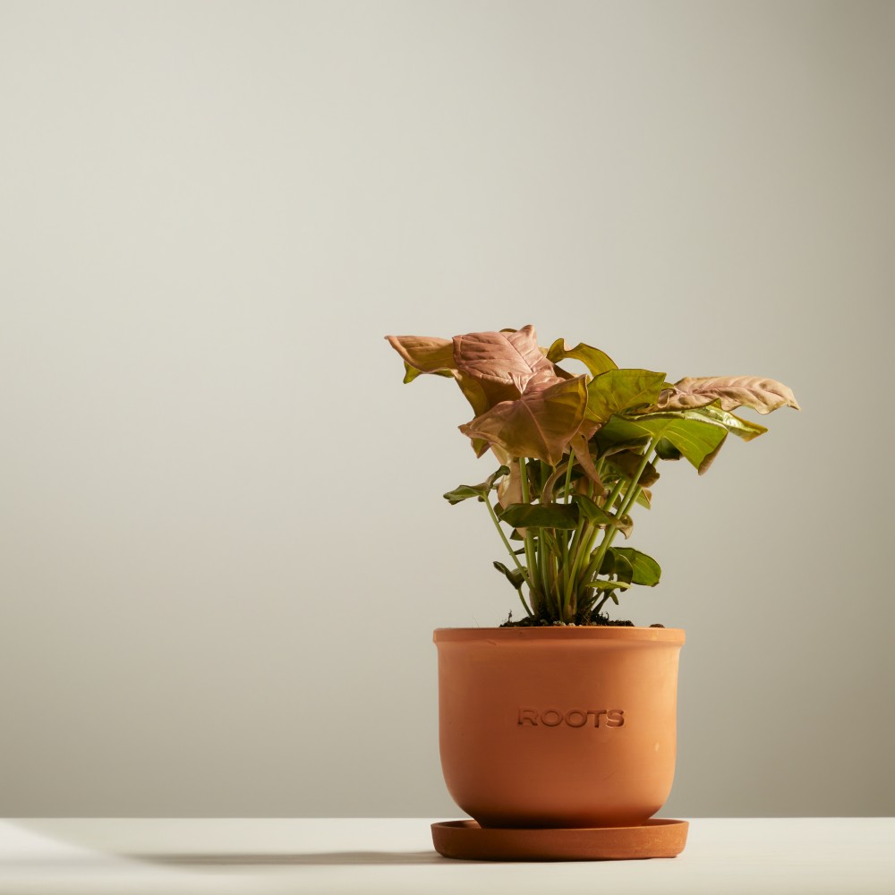 Сингониум Ред Харт