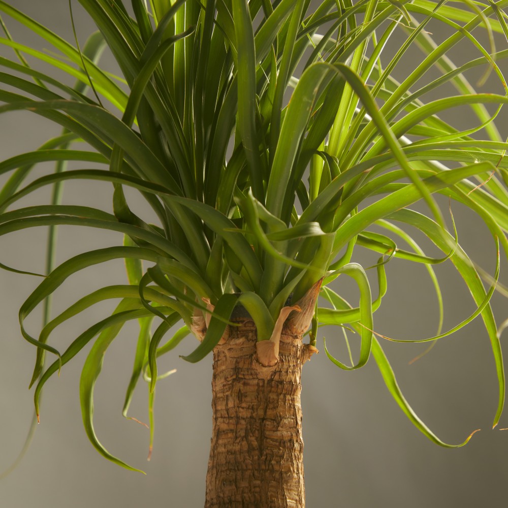 Нолина Нолина