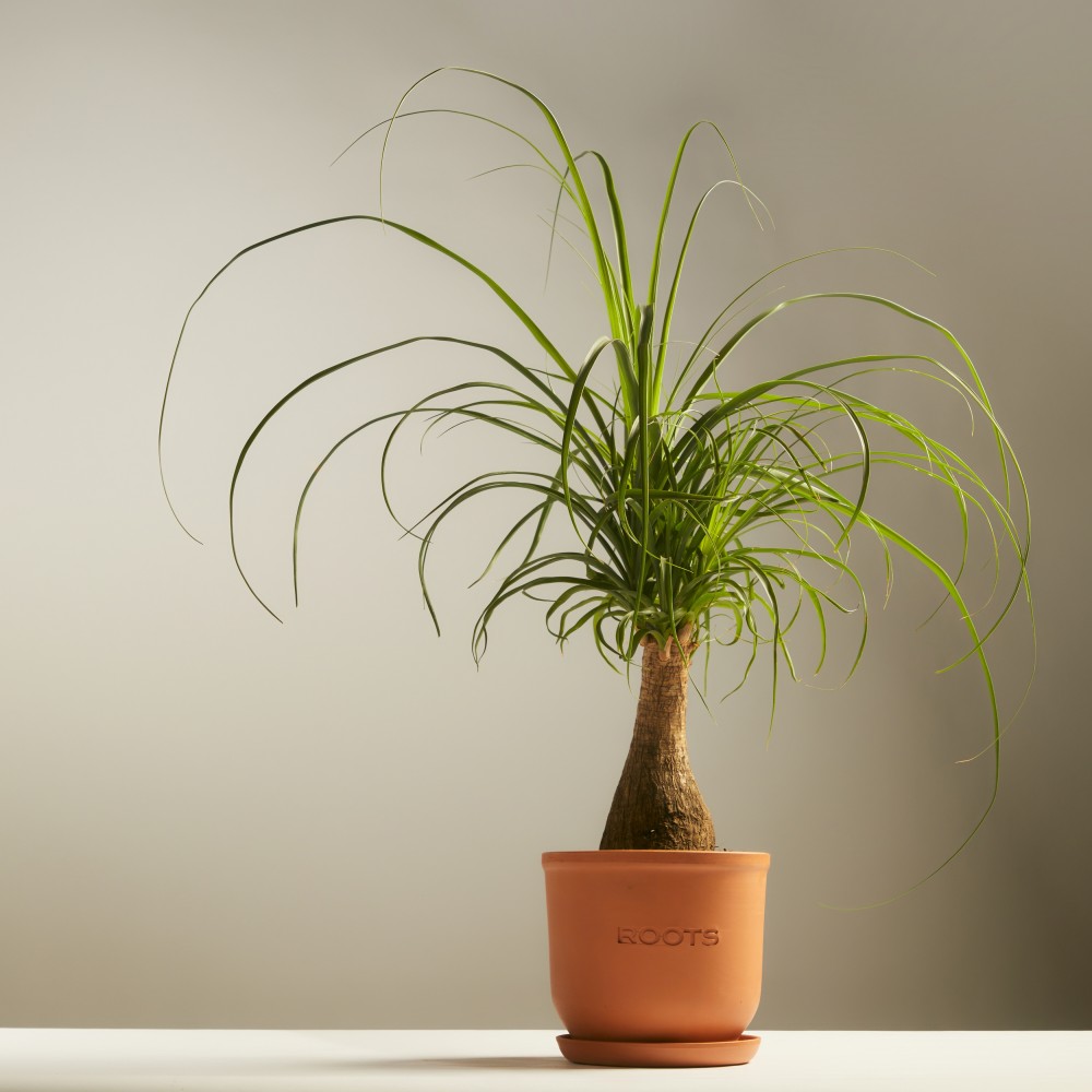 Нолина Нолина