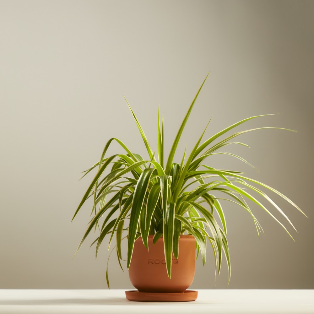 Хлорофитум Виттатум Хлорофитум Виттатум