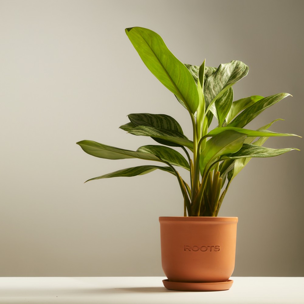 Аглаонема Страйпс Аглаонема Страйпс