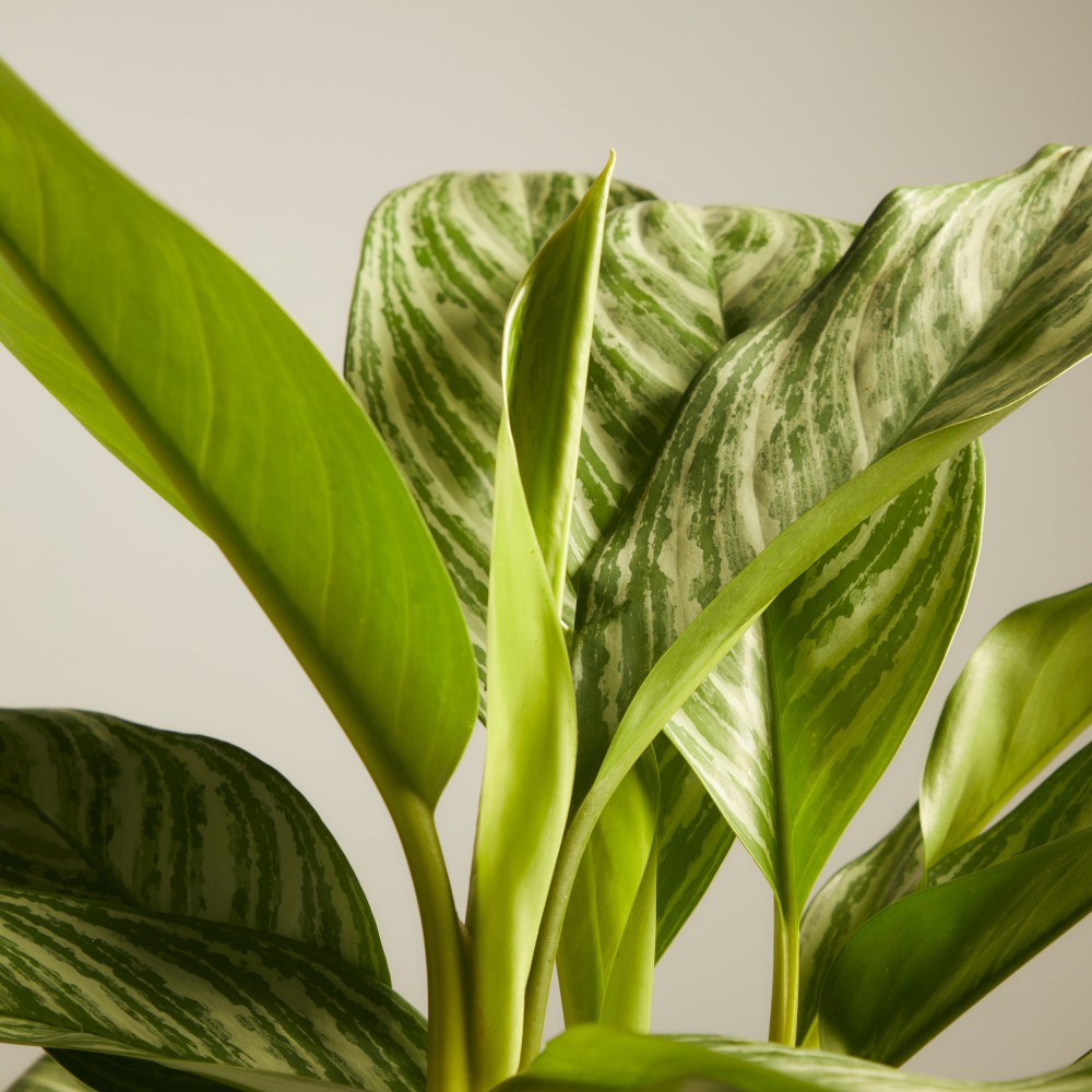 Аглаонема Страйпс Аглаонема Страйпс
