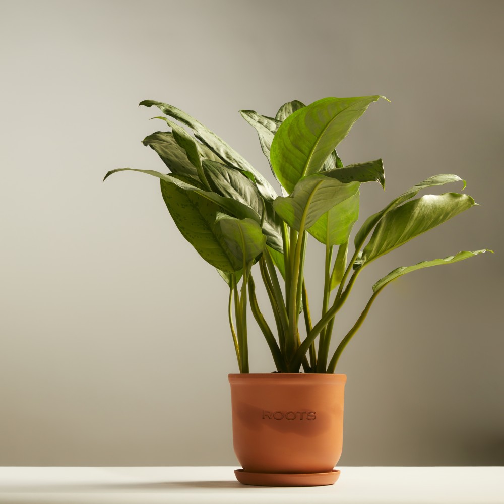 Аглаонема Фридман Аглаонема Фридман