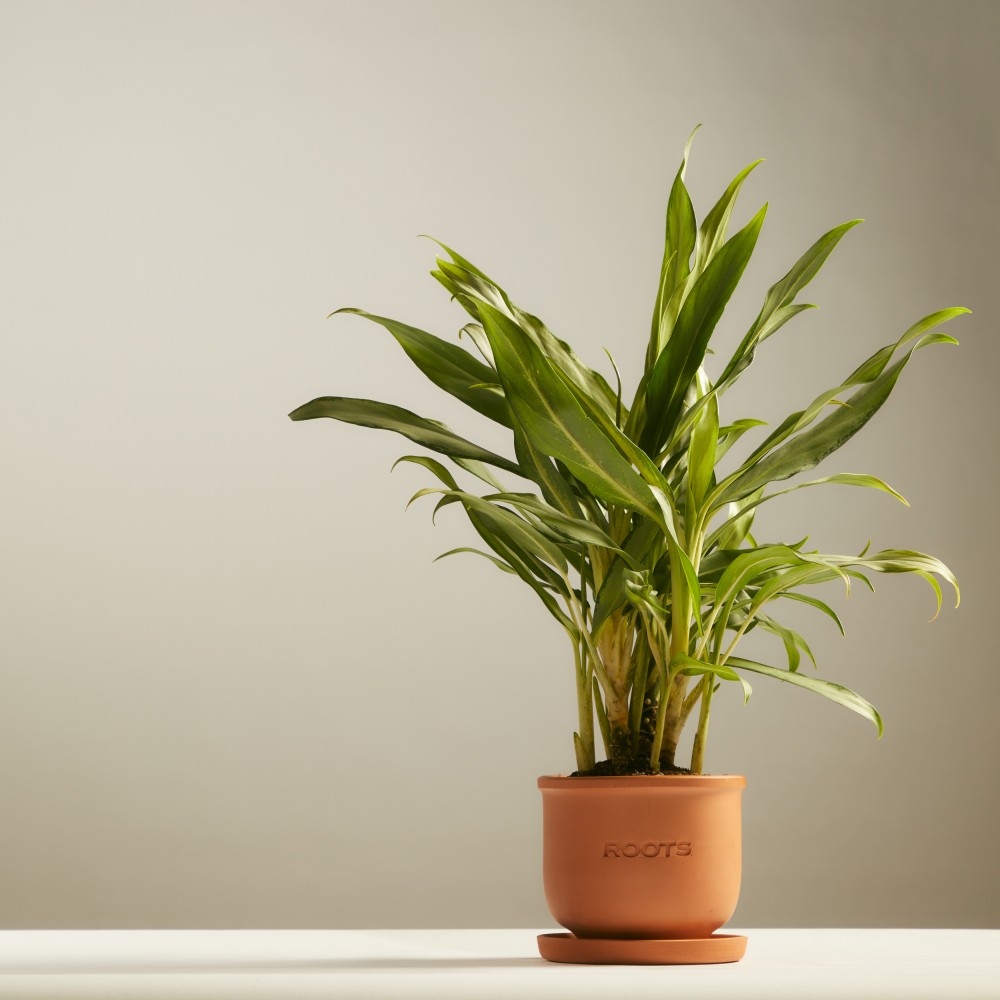 Аглаонема Вайт Ленс Аглаонема Вайт Ленс