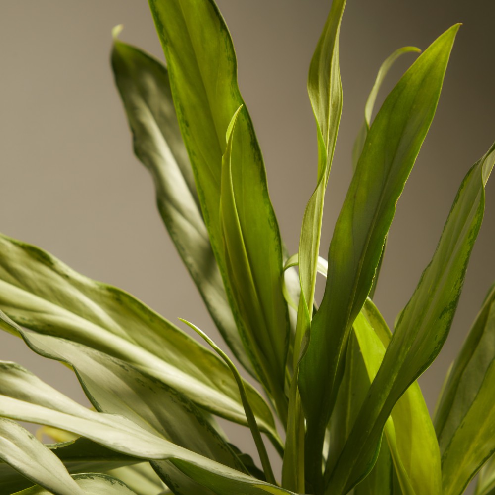 Аглаонема Вайт Ленс Аглаонема Вайт Ленс